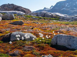 Sommerliche Landschaft in Grönland mit Wollgras und Moos im Vordergrund und Berge im Hintergrund