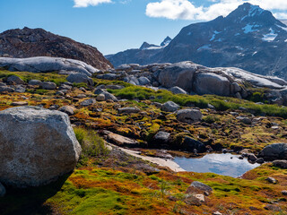 Sommerliche Landschaft in Grönland mit Moos und Wasser im Vordergrund und Berge im Hintergrund