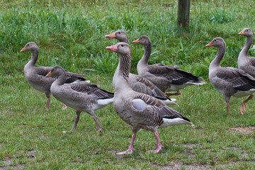 Graugänse in Brandenburg auf einer Wiese	