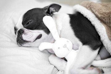 Cute dog sleeps in bed with a soft white toy rabbit, top view. Botston Terrier puppy resting at home in a clean white bedroom