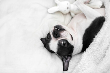 Cute dog sleeps in bed with a soft white toy rabbit, top view. Botston Terrier puppy resting at home in a clean white bedroom