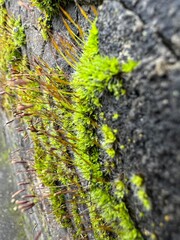 moss on tree trunk