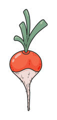Fresh Radish hand-drawn illustration, textured. White-tailed radish. Vector doodle style icon, cartoon illustration. Concept of healthy food, vegan products for recipe book, banner, decoration