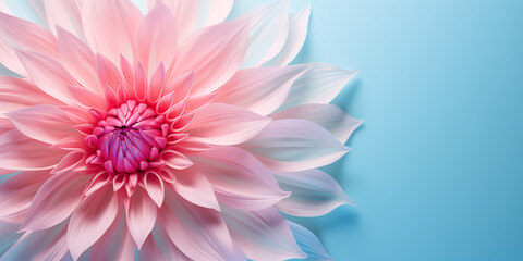 Abstract Pink Dahlia Patels on Pastel Blue Background. Spring Flower on Pastel Blue Background. Valentine's Day, Birthday, Happy Women's Day, Mother's Day Banner. With copy space.