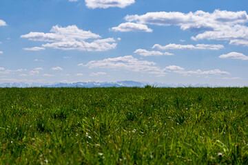 green field and blue sky