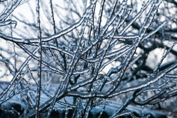 Frosty Spruce Branches.Outdoor frost scene winter background. Beautiful tree Icing in the world of plants and sunrise sky. Frosty , snowy, scenic