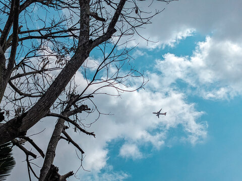 the plane was passing the dry tree