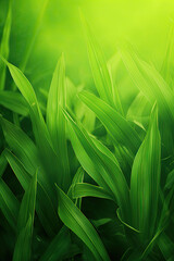 Closeup of green leaves for wallpaper and background