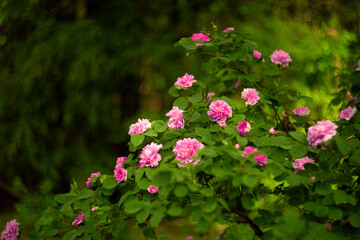 Obraz premium Rose of Canada Teresa Bagnet.A large bush with a pink rose in the park.