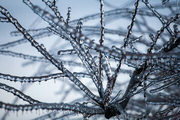 Icing in the world of branch with long green needles covered with a thin layer of ice on a winter...