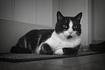 Cute tuxedo cat is waiting at the door. 