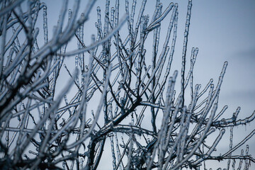 Icing in the world of branch with long green needles covered with a thin layer of ice on a winter day. - 696356844