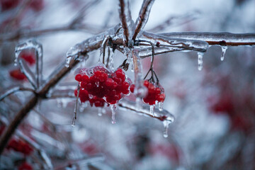 Red viburnum berries frozen by the first frosts in December. Viburnum fruits covered with ice and frost. Winter berries with vitamins - 696357058