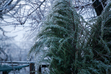 Icing in the world of branch with long green needles covered with a thin layer of ice on a winter day. - 696357237