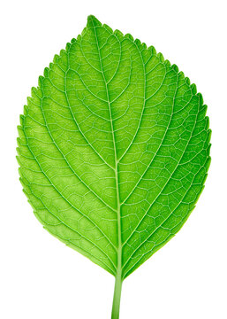 Feuilles de tilleul séchées BIO 25gr