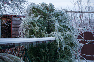 Icing in the world of branch with long green needles covered with a thin layer of ice on a winter day. - 696357413