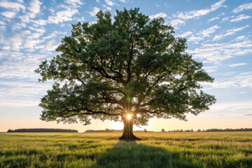 Fototapeta premium A majestic tree with dense foliage, standing alone in the middle of an expansive grassy field. The sun is visible through the branches of the tree