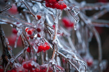 Red viburnum berries frozen by the first frosts in December. Viburnum fruits covered with ice and frost. Winter berries with vitamins - 696358419