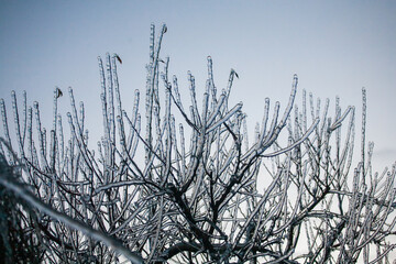 Frosty Spruce Branches.Outdoor frost scene winter background. Beautiful tree Icing in the world of plants and sunrise sky. Frosty , snowy, scenic