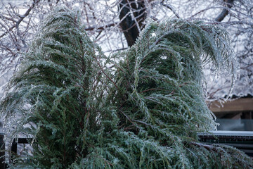 Icing in the world of branch with long green needles covered with a thin layer of ice on a winter day. - 696358847