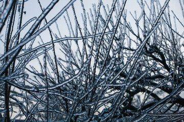 Frosty Spruce Branches.Outdoor frost scene winter background. Beautiful tree Icing in the world of plants and sunrise sky. Frosty , snowy, scenic - 696359053