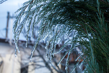 Frosty Spruce Branches.Outdoor frost scene winter background. Beautiful tree Icing in the world of plants and sunrise sky. Frosty , snowy, scenic - 696359653