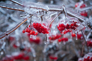 Red viburnum berries frozen by the first frosts in December. Viburnum fruits covered with ice and frost. Winter berries with vitamins - 696360243