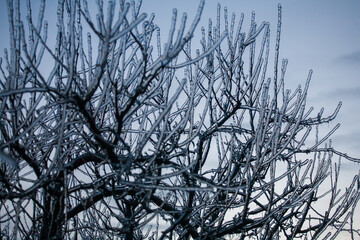 Frosty Spruce Branches.Outdoor frost scene winter background. Beautiful tree Icing in the world of plants and sunrise sky. Frosty , snowy, scenic - 696360882
