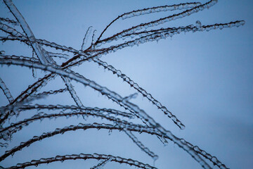 Icing in the world of branch with long green needles covered with a thin layer of ice on a winter day. - 696361041