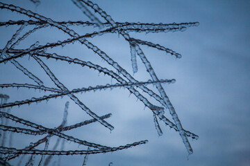 Icing in the world of branch with long green needles covered with a thin layer of ice on a winter day. - 696361440