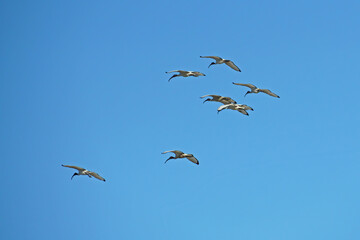 flock of african sacred ibis in flight