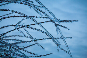 Frosty Spruce Branches.Outdoor frost scene winter background. Beautiful tree Icing in the world of plants and sunrise sky. Frosty , snowy, scenic - 696362867