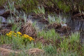 spring, marshy area with flowers