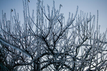 Frosty Spruce Branches.Outdoor frost scene winter background. Beautiful tree Icing in the world of plants and sunrise sky. Frosty , snowy, scenic - 696363286