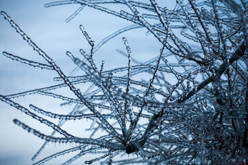 Frosty Spruce Branches.Outdoor frost scene winter background. Beautiful tree Icing in the world of plants and sunrise sky. Frosty , snowy, scenic - 696363631