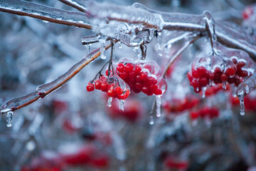 Red viburnum berries frozen by the first frosts in December. Viburnum fruits covered with ice and frost. Winter berries with vitamins - 696364645