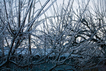 Icing in the world of branch with long green needles covered with a thin layer of ice on a winter day. - 696364828
