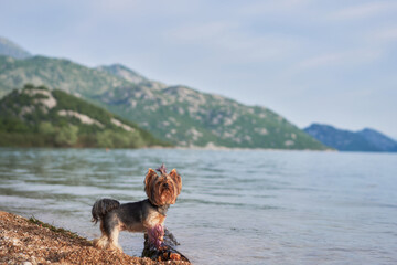 A Yorkshire Terrier stands alert by the mountain lake. The dog keen gaze adds life to the serene...