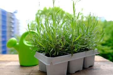 plastic container for seedlings for transplanting with young plants of garden lavender, Lavandula...
