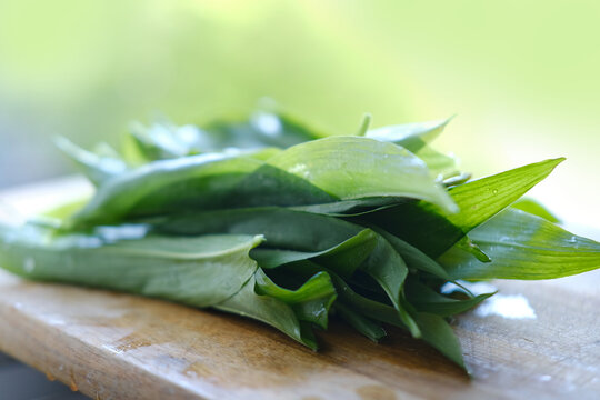 juicy green greens of Eurasian wild garlic, ramsons, cowleekes, Allium ursinum, bear's garlic, broad-leaved garlic, buckrams, ramsons lies on wooden cutting board, recipes pesto sauce, folk cuisine