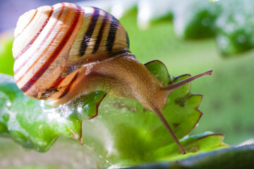 Snail on a green leaf during the monsoons on a green leaf during the monsoonsin garden. Burgundy snail, edible snail or escargot, is a species of large, edible, air-breathing land snail - 696365804
