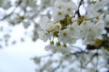 blooming branches white apple tree blossoms, against backdrop of sky, concept spring season, Spring Celebrations, environmental, nature in detail