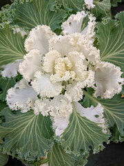 bouquet of white roses