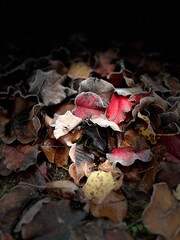 fallen autumn leaves