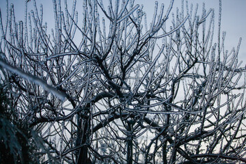 Icing in the world of branch with long green needles covered with a thin layer of ice on a winter day. - 696367007