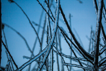 Frosty Spruce Branches.Outdoor frost scene winter background. Beautiful tree Icing in the world of plants and sunrise sky. Frosty , snowy, scenic
