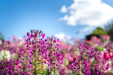 Violet cleome hassleriana or Spinnenblume flower plantation in sunny blue sky day. Close-up and selective focus on the flower branch.