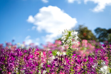 White cleome hassleriana or Spinnenblume flower plantation in sunny blue sky day. Close-up and selective focus on the flower branch.