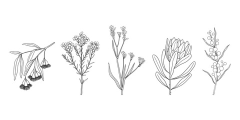 Set of hand drawn Australian native flowers and plants. Simple monochrome illustration of golden wattle, protea, kangaroo paw, wax flower and eucalyptus