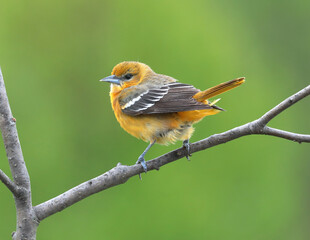 Young Baltimore oriole on a branch - obrazy, fototapety, plakaty